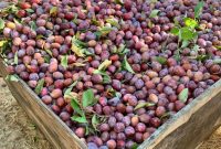 California Prunes: Your Sweet Escape