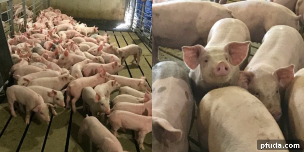 Pork Chili Verde Recipe + Pass the Pork Recap! The pigs!! #AD